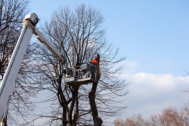 Best Commercial Tree Removal  in Bolivar, MO